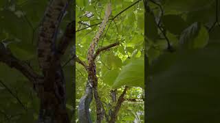 Snake climbing a tree! #feathersandfins #snake #outdoors #wildlife