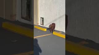 capivara aparece no centro da minha cidade Iturama mg.