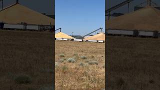 Wheat harvest 2k24 pt.14. Piles are getting very big and the line is getting very long.