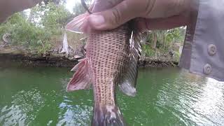 ALL MIAMI BOAT RAMPS CLOSED: We Still Found Snapper and Barracuda