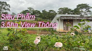 Bán gấp tổng 3.2 ha tiêu cafe nhà cửa điện nước đầy đủ đất bám viêw đồi thông như đà lạt