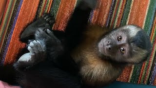 Monkeys Parrots Pink Dolphins Puerto Nariño Colombia Hostel wildlife refuge