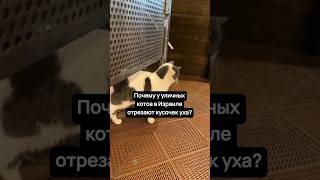 Почему у уличных котов в Израиле отрезан кусок уха?