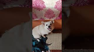 puppy happy to see owner