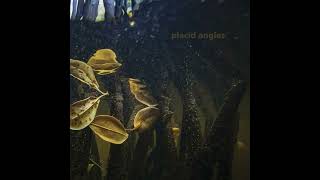 Placid Angles – Deep Blue