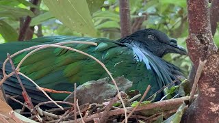 Asian Aviary at Disney’s Animal Kingdom 4.29.24