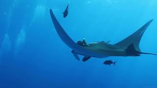 3 Minutinhos de Paz - Acalmar a Mente com Arraia no Fundo do Mar e Música Relaxante