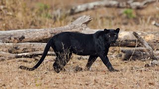 Black Panther climb on tree | Rare video capture | #shorts