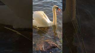 #swan in the lake😍 | #naturevideo #youtubeshorts