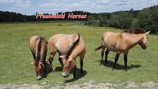 Przewalski's Horses