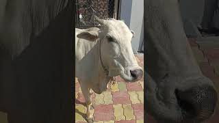 "Full and Happy: Watch a Cow Enjoy Life After Feeding"