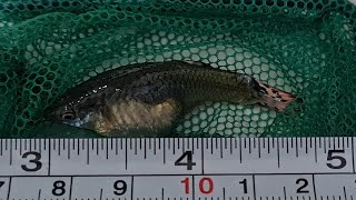 big female guppy ready to give birth - female guppy just before giving birth to a large batch of fry