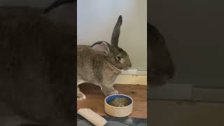 THIS Is What A Flemish Giant Rabbits Burp Sounds Like