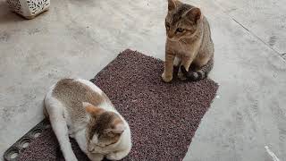 [Kitten's Chronicles] Kitten Sits & Enjoys Cat Music ....and Her Brother Joins In Too!