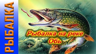 Хищник на экране эхолота  Судак Щука Рыбалка Обь