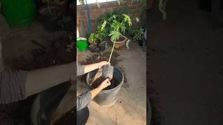 Plant Repotting 105 (Papaya)..#papaya #plants #ytshorts #shorts #trendingshorts #viralvideo #viral