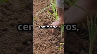 🌱🌾 ¡Hablemos del Cultivo de Ajonjolí! Descubre sus Beneficios y Cómo Cultivarlo 🌿