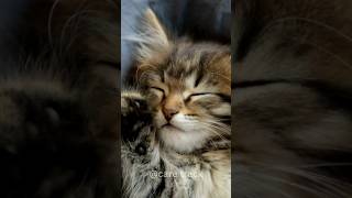 What Do Kittens Dream About? #kittendreaming #catdreams#catscience