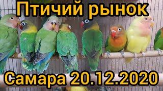 Птичий рынок Самара 20.12.2020.попугаи,канарейки,амадины.The bird market.parrots,Canaries,finches