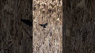 Red winged black bird