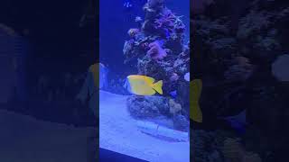 Fox Face Fish #aquarium #reef #fish  #shortvideo #shorts #short #music #reeffish #saltwateraquarium