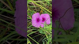 Flowers-JN Ding Darling National Wildlife Refuge Sanibel Island Florida #naturesounds #pinkflowers