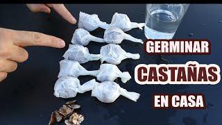 🌰🌰[Cómo germinar CASTAÑAS en casa] 🌰🌰!Así de fácil!🌰🌰