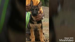 Female puppy at 2 months(1)