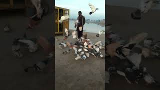 pigeons lover//kabootar // beautiful birds pigeons