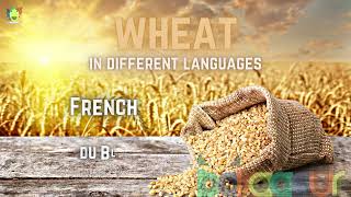 Wheat In Different Languages / What do you call Wheat in different languages ? गेहूँ - Gehoon