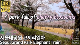 4K Korea Roadtrip | Riding the Elephant Train at Seoul Grand Park 벚꽃이 활짝 핀 서울대공원 코끼리열차 전구간 탑승영상