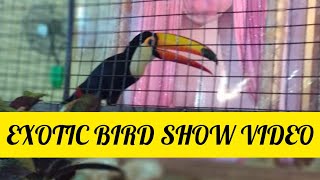 Exotic bird show | Jay and Jezz | #exoticbird #birdlovers #naturelovers