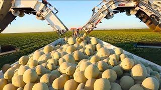 Amazing Agriculture Cultivation - Cantaloupe Growing Harvesting and Parking 2024