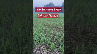 Organic wheat 🌾 farming ਕਣਕ ਦੀ ਜੈਵਿਕ ਖੇਤੀ #farming #organic