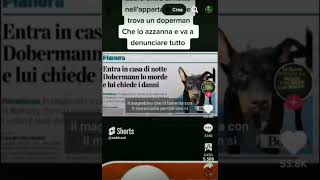 notizie ignoranti sui cani #cani #cane #doberman #difesa #shorts #notizie #false #tg #informarsi