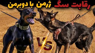 نبرد سگ ژرمن و دوبرمن|دوبرمن وحشی میتونه سگ ژرمن آلمانی را شکست بده؟!🔥