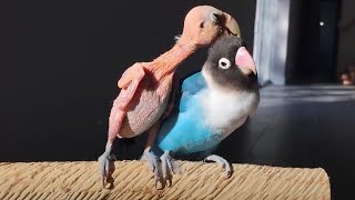 Try Not To Laugh - Funny Bold Parrots Videos😱 [Funny Pets]