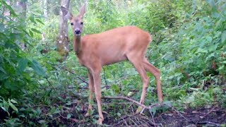 Deer walking and jumping across the dam