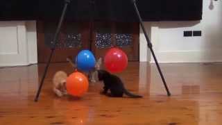 birthday party balloons for cats