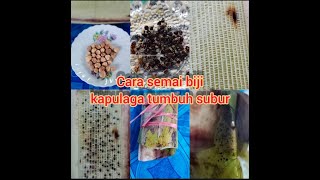 Cara semai biji Kapulaga tumbuh subur