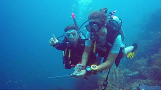 Caribbean Reef Buddy Diving Project, Carriacou, West Indies