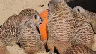 Meerkat Halloween Mischief!