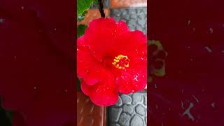 Beautiful Flower | Hibiscus | plantlove | gardening