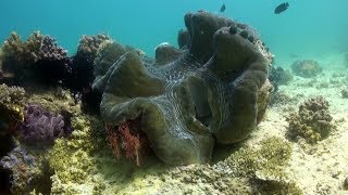 Giant Clams