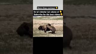 BISON VS BEAR #animals #wildlife #subscribe #youtube #youtubeshorts #shorts #bear #bison #like #sun