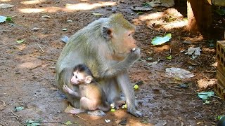 Sweet baby and mother monkey