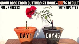 Easiest Way To Grow Rose From Cuttings - Start To Finish