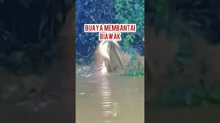 Buaya membantai biawak