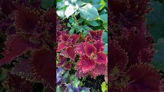 Колеус King Crab (Камчатский краб). #relaxingmusic #nature #колеус #coleus