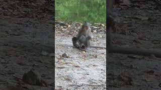 Lovely cute little baby eating with mother #short2